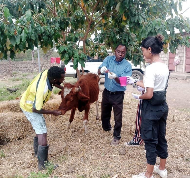 IVHQ Animal Welfare Volunteer Program in Arusha, Tanzania