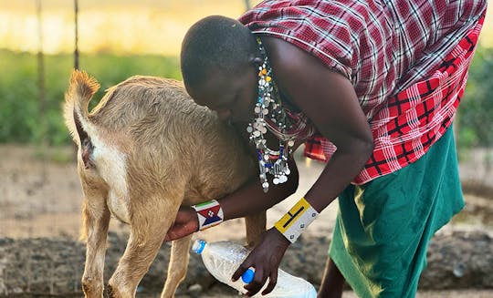 Animal Welfare Volunteer Program in Arusha